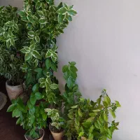 گل و گیاه آپارتمانی|گل و گیاه طبیعی|فلاورجان, |دیوار