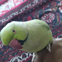 طوطی ملنگو سخنگو اهلی مولد