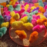 جوجه رنگی تکی و تعداد ۵ روزه