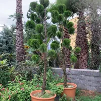 طراحی اجرای فضای سبز و فروش گل و درخت زیباباکیفیت|خدمات باغبانی و درختکاری|تهران, ولنجک|دیوار