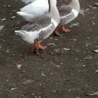 قو غاز و خروس محلی