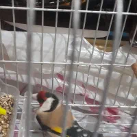 سهره|پرنده|دزفول, |دیوار