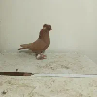 قرمز نشان فیلی و دورح|پرنده|نمین, |دیوار