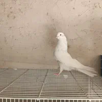 ماده کبوتر سفید نوک ، چشم سفید