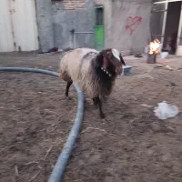 قوچ|حیوانات مزرعه|فلاورجان, |دیوار