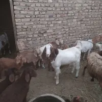 بز نر پاکستانی|حیوانات مزرعه|سبزوار, قصبه شرقی|دیوار