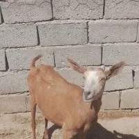 یک رس بزاصل ساین ماده پرشیر۲ساله جوان