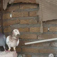 کله هفترنگ گمشده
