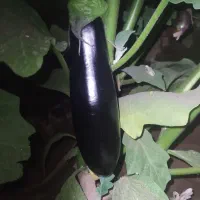 بادمجان و کدو