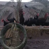 فروش مرغ و خروس اصیل محلی|حیوانات مزرعه|کاکی, |دیوار