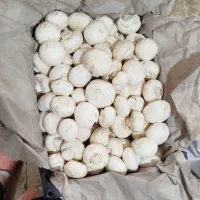 قارچ چین خانم