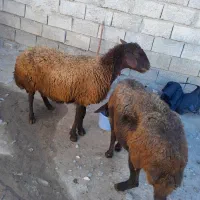 دوراس گوسفند دندان انداختن|حیوانات مزرعه|ارشق, |دیوار