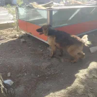 سگ نژاد ژرمن