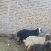 قوچ|حیوانات مزرعه|زاغه, |دیوار