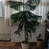 گل مطبق