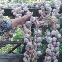 سیر و رب الوچه تازه امسالی بالابند