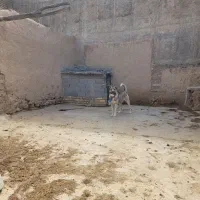 سگ سرابی|سگ|قوچان, |دیوار