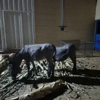 فروش الاغ و کره خر ماده|حیوانات مزرعه|اشکذر, |دیوار