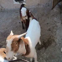 کهره نر درجه یک و جبیش ابستن|حیوانات مزرعه|جم, |دیوار