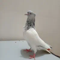 کله نر فروشی