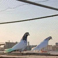 کبوتر گرفتنی