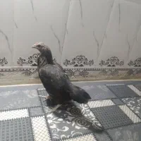 مرغ محلی|حیوانات مزرعه|خاش, |دیوار