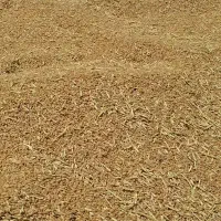 گندوم درجه یک
