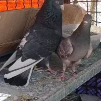 کفتر ابلغ و زاغ شازده گلی