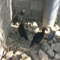 مرغ نسل دار|حیوانات مزرعه|سراوان, |دیوار