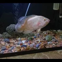 ماهی اسکار سلطنتی