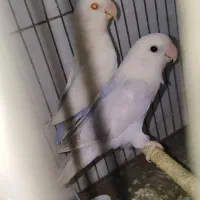 معاوضه یا فروش جفت طوطی فالو