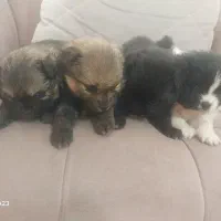 پامر روباهی