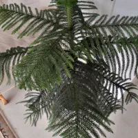 گل کاج مطبق سالم و سرحال