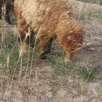 بره نر