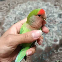 طوطی برزیلی و عروس هلندی