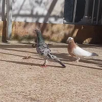 یه جفت طوق زرد ماده طوق سرخ نر