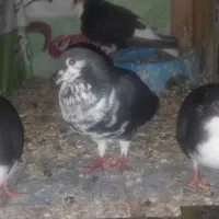 پرنده