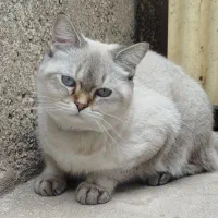 گربه،بِریتیش|گربه|قدس, شهر‌قدس|دیوار