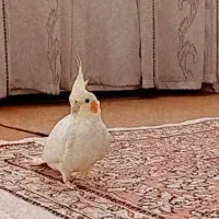 پرنده|پرنده|مرند, |دیوار