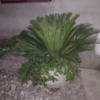 گل سیکاس