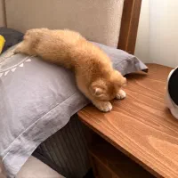 بچه گربه اسکاتیش گلد واکسن خورده و شناسنامه داره