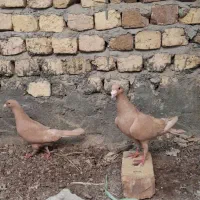 زرد کرمانی