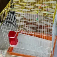 طوطی برزیلی باقفس|پرنده|شاهدشهر, |دیوار