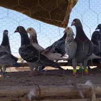 20عدد کبوتر جنگنده بی بام