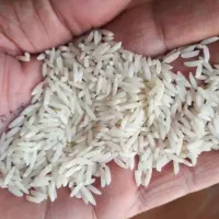 برنج دمسیاه دهچناشک