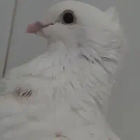 کبوتر نر نوک ریز پا پر باکلا|پرنده|قائمشهر, |دیوار