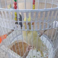 عروس هلندی مولد