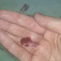 فایتر|ماهی|رشت, نظری|دیوار