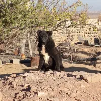 سگ قهدریجانی نر خالص