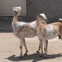 بز صلاله گل توپی